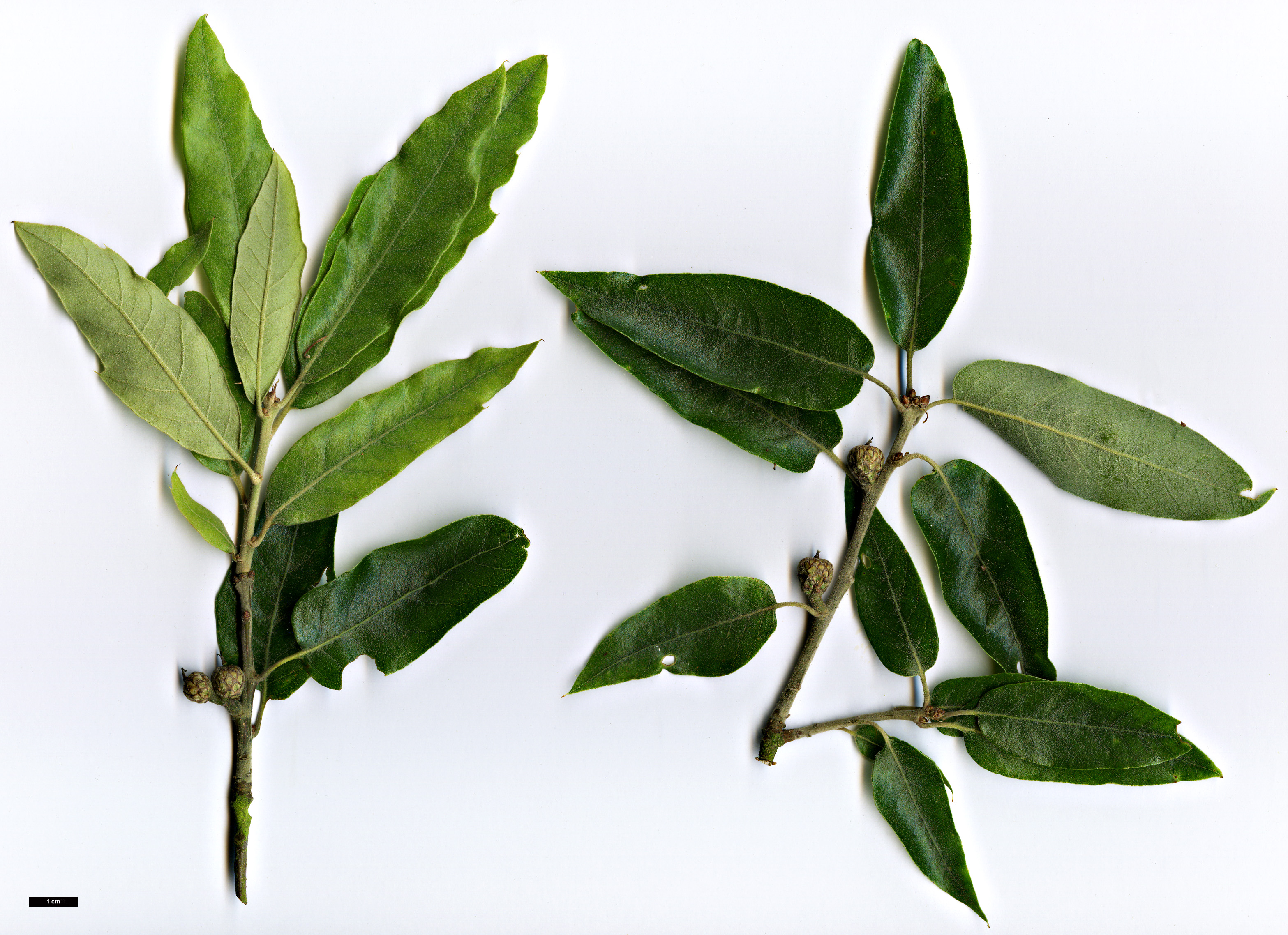 High resolution image: Family: Fagaceae - Genus: Quercus - Taxon: durifolia hybrid High resolution image: Family: Fagaceae - Genus: Quercus - Taxon: durifolia hybrid